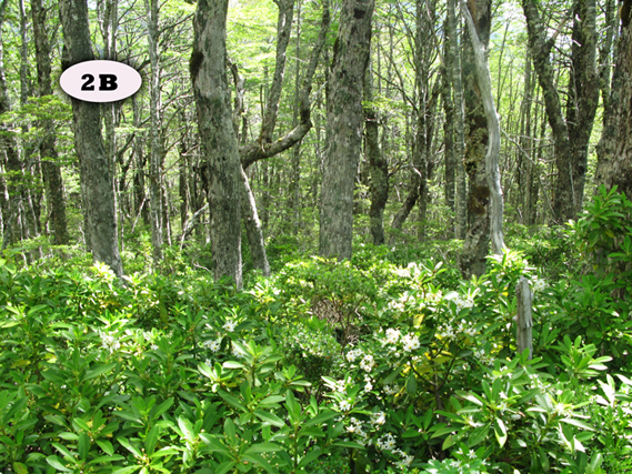 Amigo & Castro-Notas taxon&oacute;micas